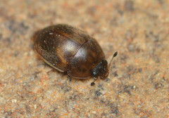 Amphicrossus ciliatus