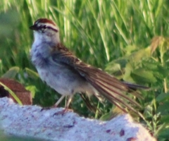 Spizella passerina