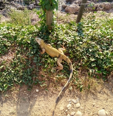 Iguana iguana
