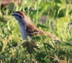 Spizella passerina