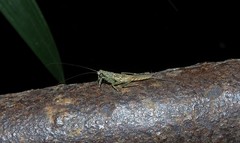 Chaeteessa