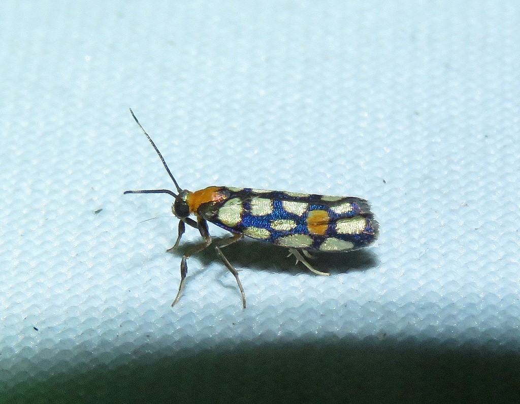 Nodozana toulgoeti