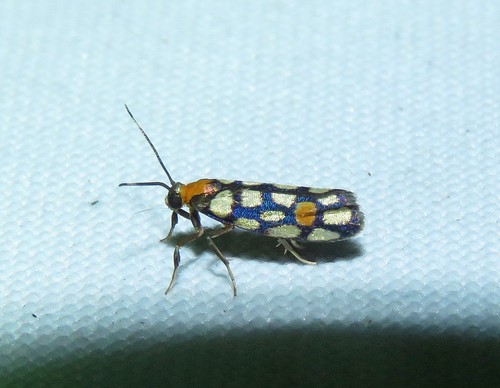 Nodozana toulgoeti