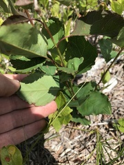Amelanchier nantucketensis