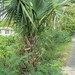 Palma de Guano - Photo (c) jmoralesrbpc, algunos derechos reservados (CC BY-NC), subido por jmoralesrbpc