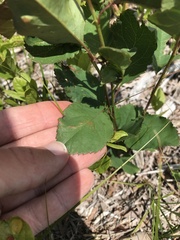 Amelanchier nantucketensis