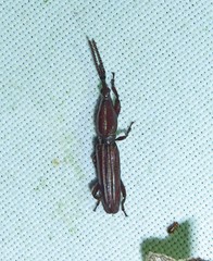 Trachelizini