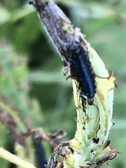 Trirhabda canadensis