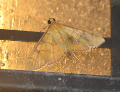 Psara dryalis