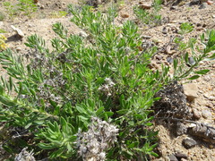 Heterotheca scabrifolia