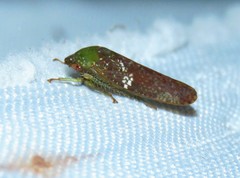 Folicana