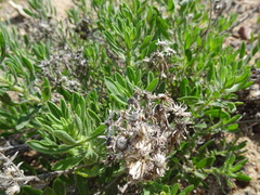 Heterotheca scabrifolia