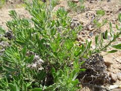 Heterotheca scabrifolia