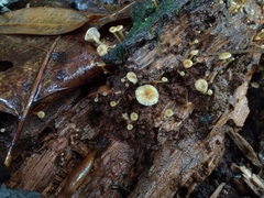 Xeromphalina