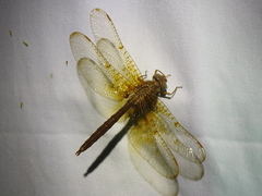 Neurocordulia xanthosoma