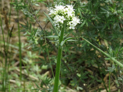 Valeriana uliginosa