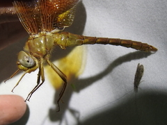 Neurocordulia xanthosoma