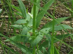 Valeriana uliginosa