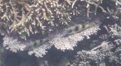 Parupeneus crassilabris