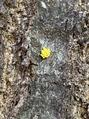 Xanthogaleruca luteola