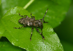 Aegomorphus quadrigibbus