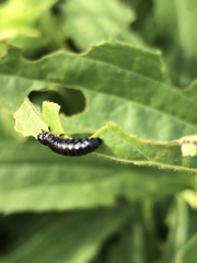 Trirhabda canadensis