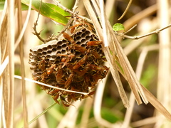 Mischocyttarus mexicanus
