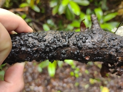 Annulohypoxylon archeri