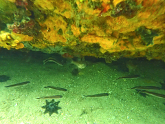 Vincentia conspersa