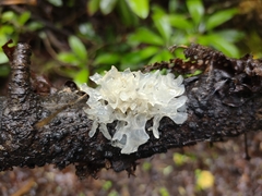 Annulohypoxylon archeri