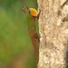 Bark Anole - Photo (c) Richard Glor, some rights reserved (CC BY-NC-SA)