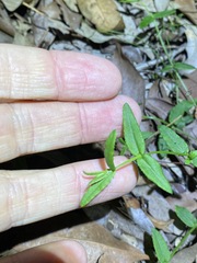Gonocarpus chinensis