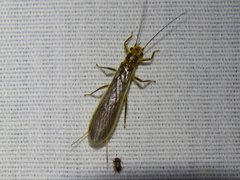 Perlesta