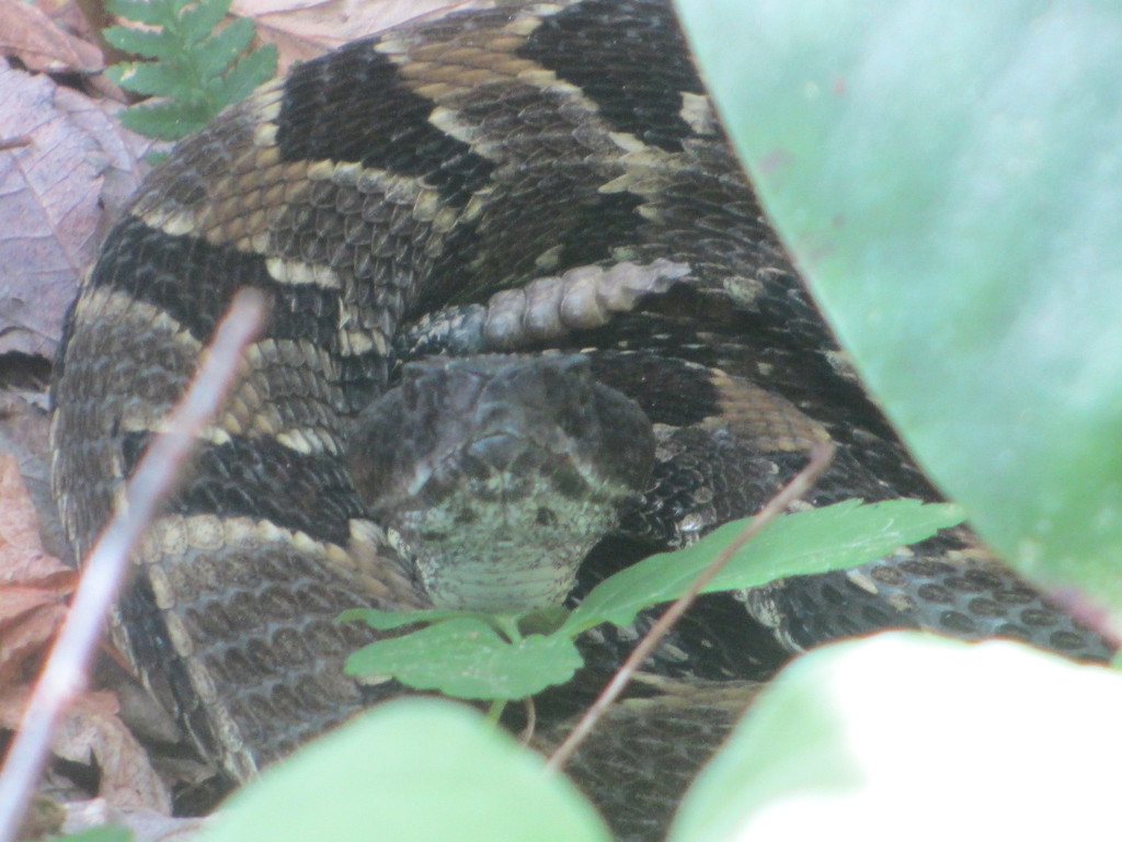 Timber Rattlesnake in April 2014 by Matt Rung · iNaturalist