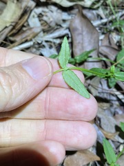 Gonocarpus chinensis