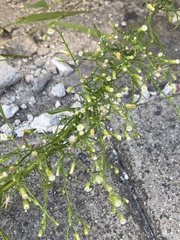 Erigeron canadensis