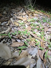 Gonocarpus chinensis