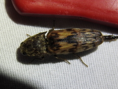 Pherhimius fascicularis