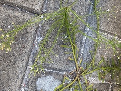 Erigeron canadensis