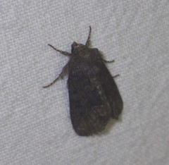 Oligia latruncula