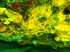 Vincentia conspersa