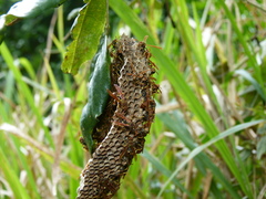 Mischocyttarus phthisicus