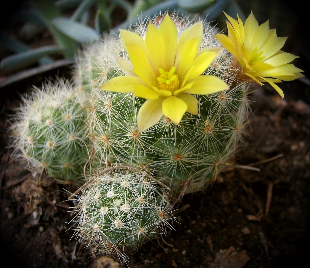 Mammillaria baumii  iNaturalist