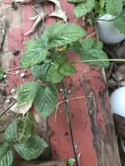 Potentilla indica