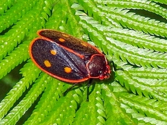Iphirhina perfecta
