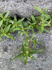 Oldenlandia corymbosa