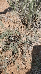 Astragalus puniceus gertrudis