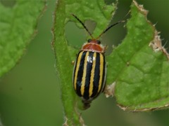 Kuschelina tenuilineata