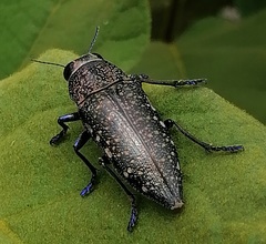 Lampetis auropunctata
