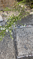 Erigeron canadensis
